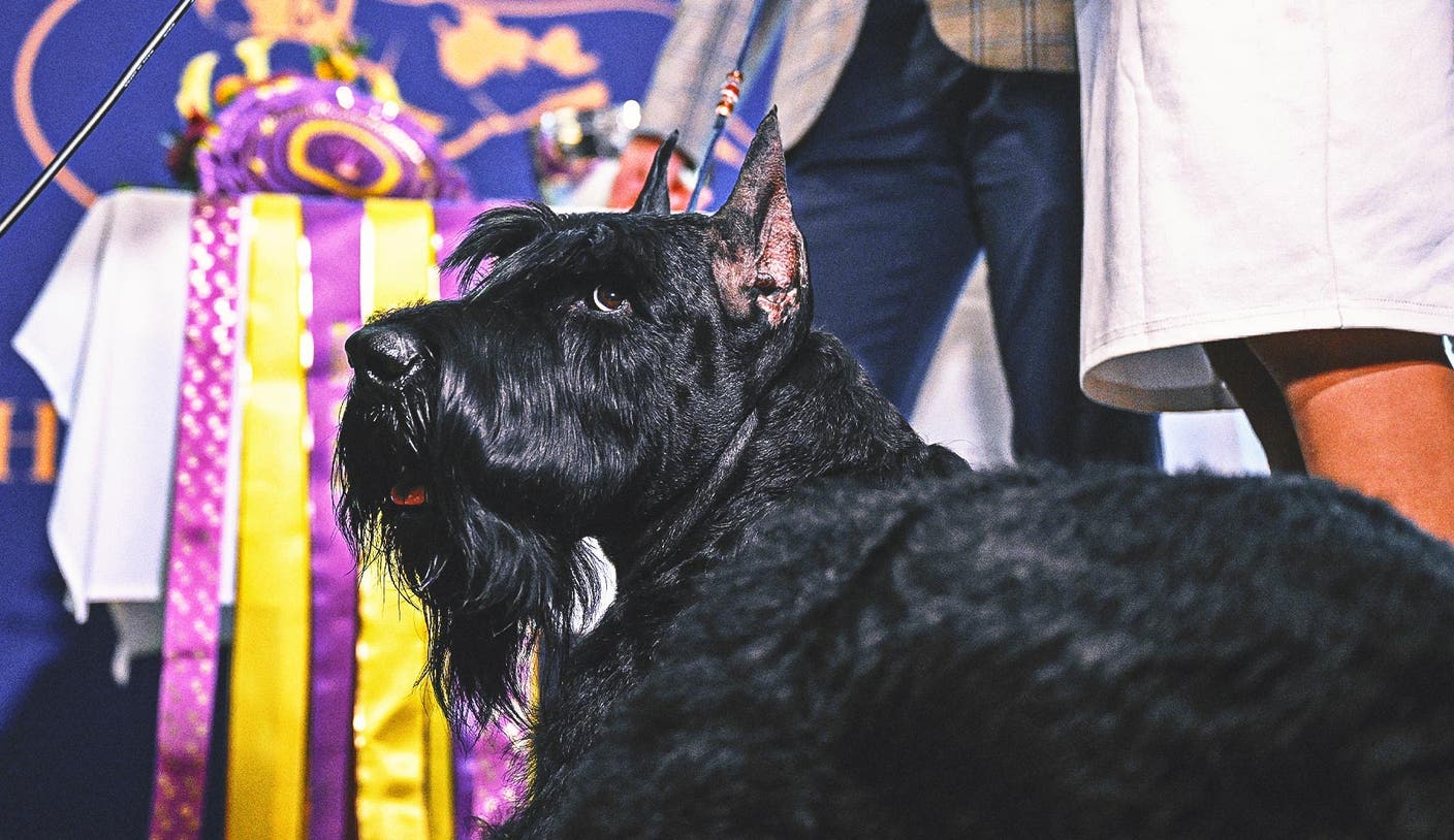 开云：什么是？一场汇聚万千精英犬只的国际级盛宴